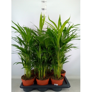Dypsis lutescens   ...Chrysalidoca