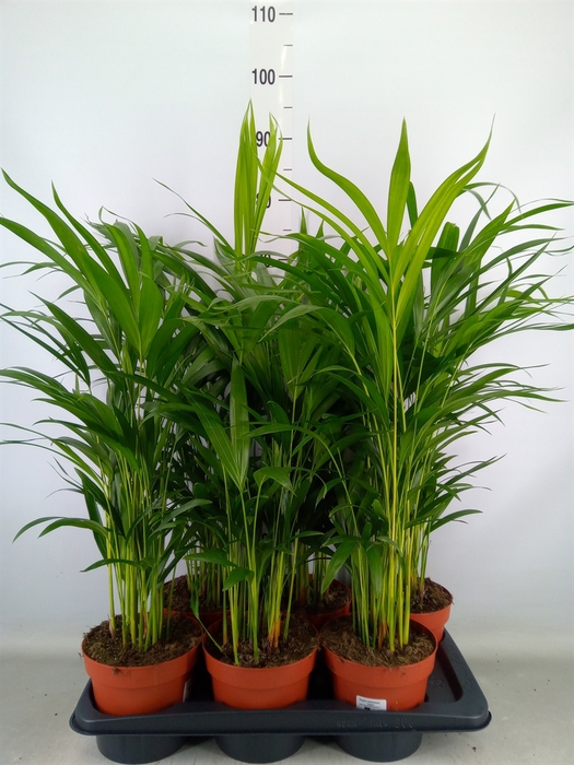 <h4>Dypsis lutescens   ...Chrysalidoca</h4>