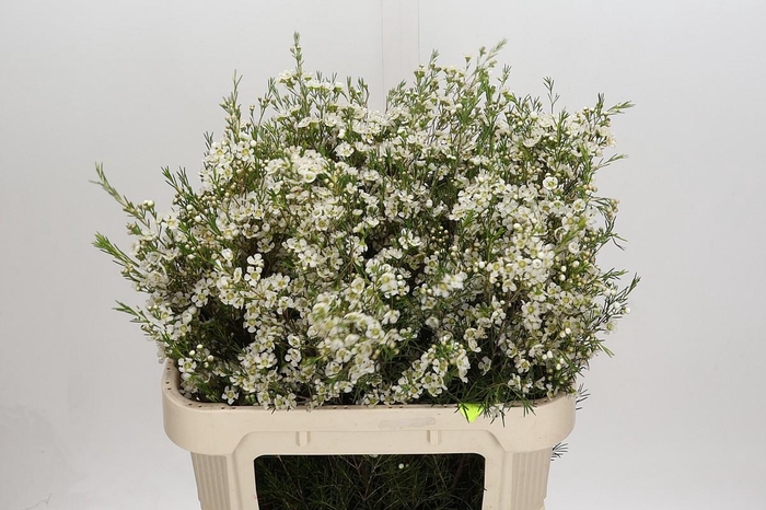 <h4>Chamelaucium Ofir</h4>