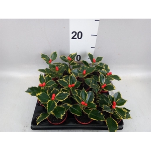 Ilex aquifolium