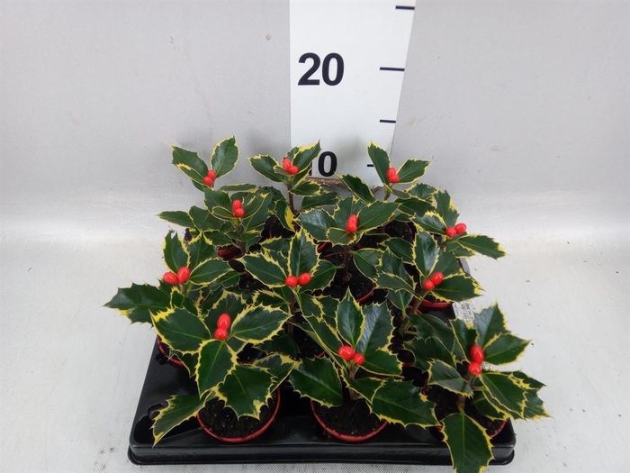 <h4>Ilex aquifolium</h4>