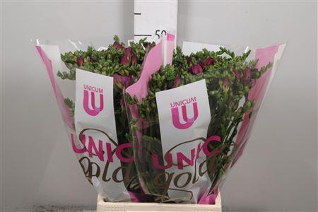 <h4>Fr Du Purple King</h4>