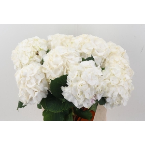 Hydr M Ch Whi Verena