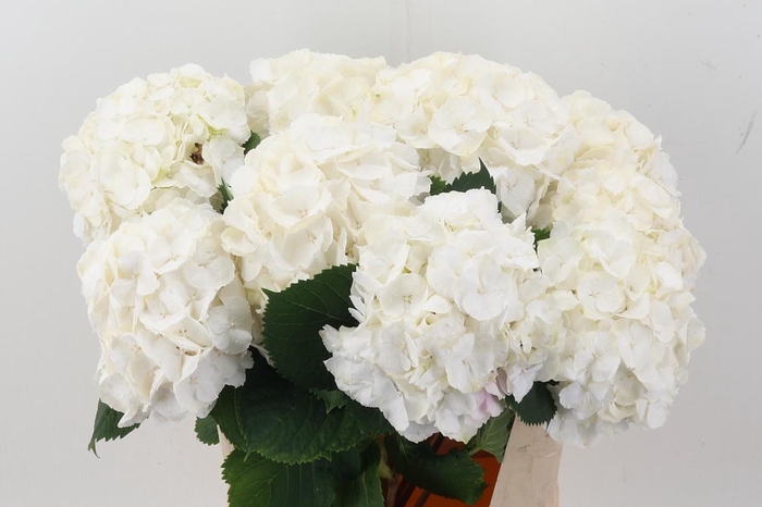 <h4>Hydr M Ch Whi Verena</h4>