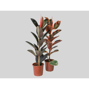 FICUS ELASTICA P24 VARIADO