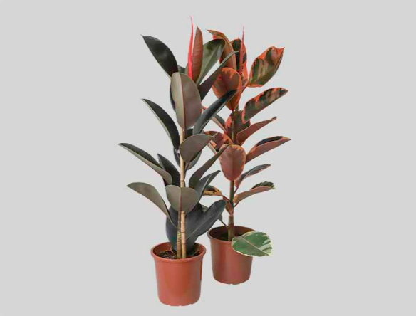 <h4>FICUS ELASTICA P24 VARIADO</h4>