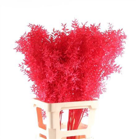 <h4>Ruscus Gebleekt</h4>