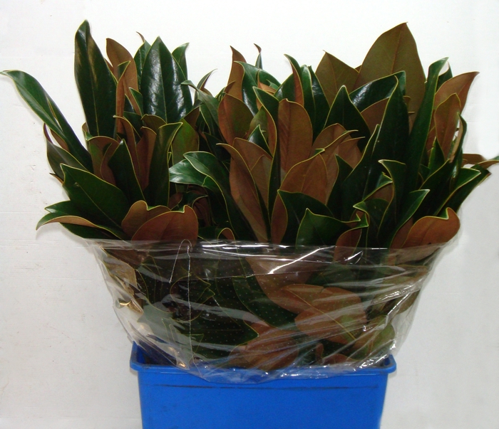 <h4>MAGNOLIA 400</h4>