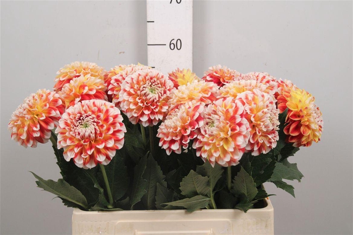 <h4>Dahl Peachess</h4>