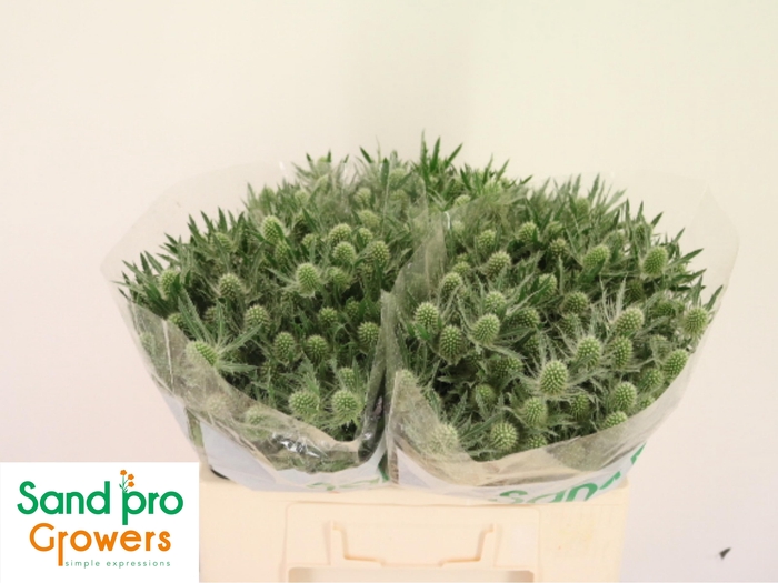 <h4>ERYN MAG WHIT LAGOON</h4>