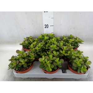 Crassula ovata 'Minor'