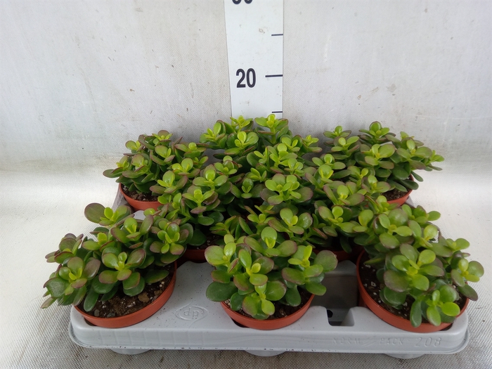 <h4>Crassula ovata 'Minor'</h4>