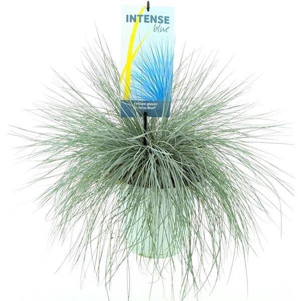 <h4>Festuca glauca Intens Blue</h4>