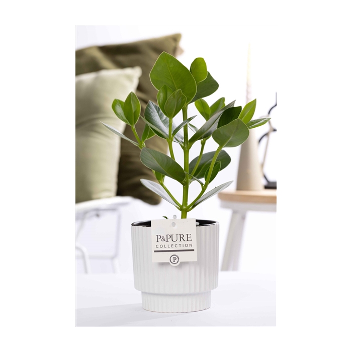 <h4>Clusia Rosea Princess in P&PURE Ivy ceramics shiny white</h4>