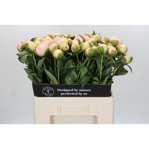 Paeonia Pink Snow