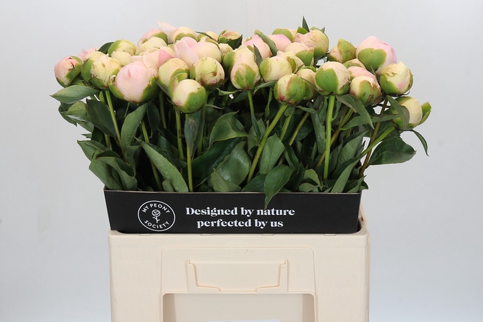 Paeonia Pink Snow