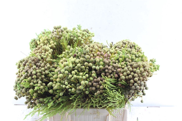 <h4>Kaaps Berzelia Abratanoides</h4>