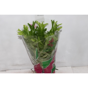 ASPLENIUM CRISSIE P19