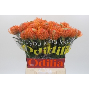 Nutans Ayoba Peach