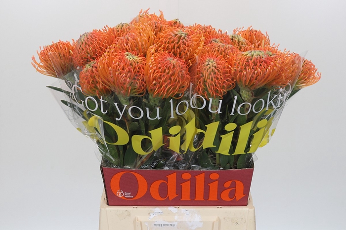 <h4>Nutans Ayoba Peach</h4>