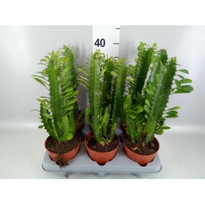 Euphorbia trigona
