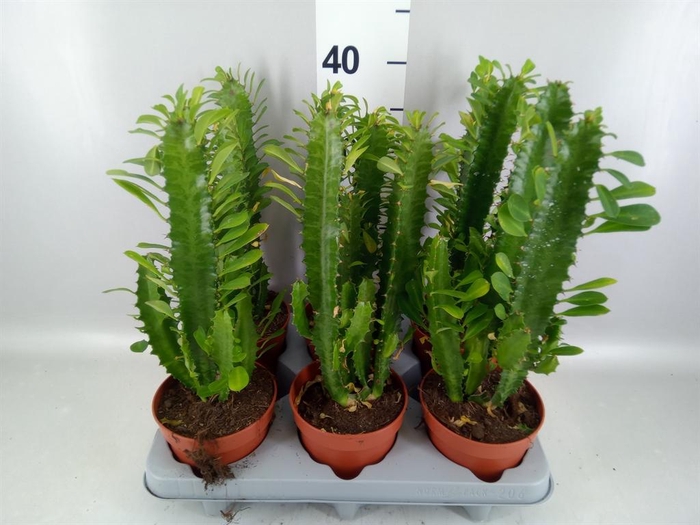<h4>Euphorbia trigona</h4>