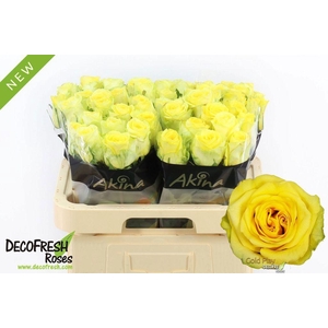 Rosa large gold play