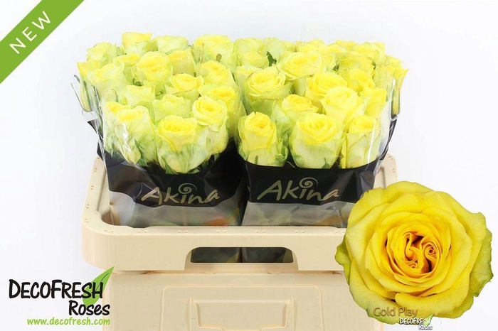 <h4>Rosa large gold play</h4>