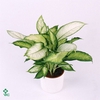 Dieffenbachia 'Bertina'