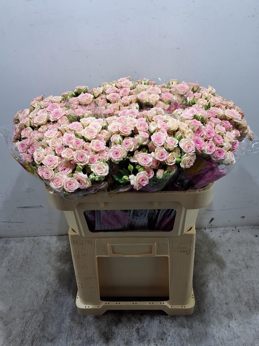 <h4>R Tr Creamy Twister</h4>