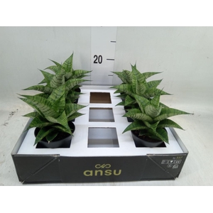 Sansevieria  'Sansiam Moto Green'