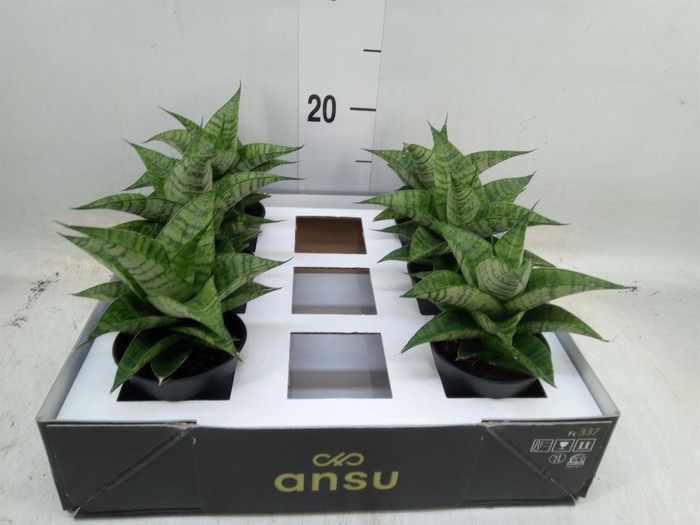 <h4>Sansevieria  'Sansiam Moto Green'</h4>