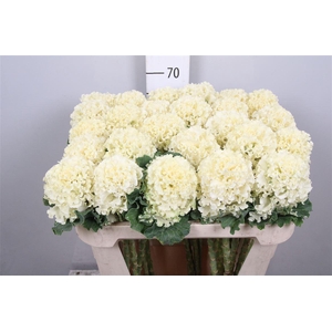 Brass Crane Ru White