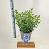 Viburnum Anvi