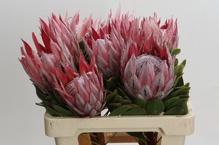 Protea Cynaroides