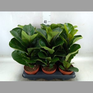 Ficus lyrata 'Bambino'