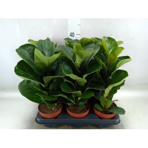 Ficus lyrata 'Bambino'