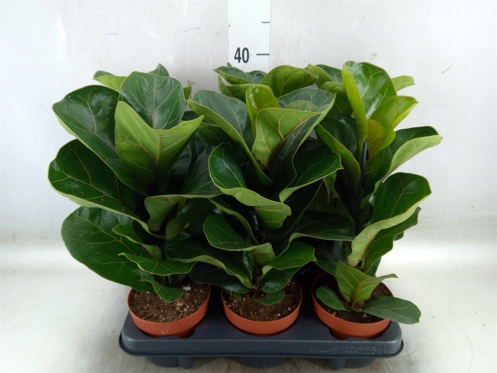 <h4>Ficus lyrata 'Bambino'</h4>