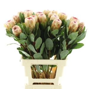 Protea Grandicolor