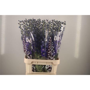 Delph El Dewi Dark Blue Smile