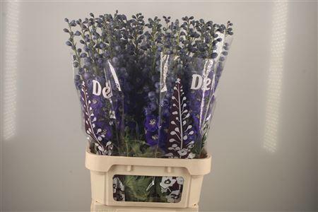 <h4>Delph El Dewi Dark Blue Smile</h4>