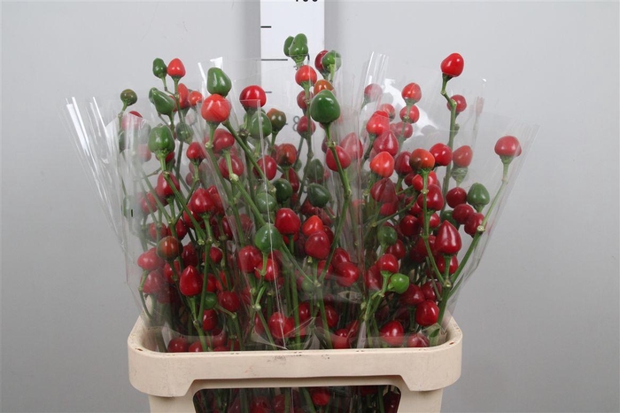 <h4>Cap Xmas Xl</h4>