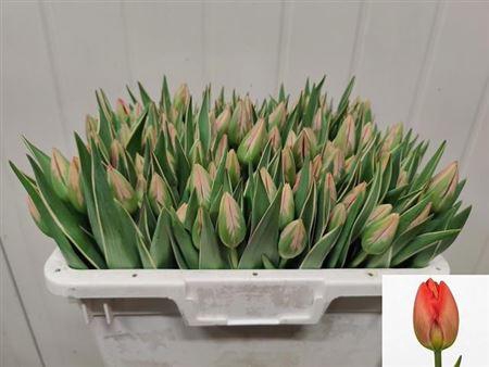 <h4>Tu En Parade Design</h4>