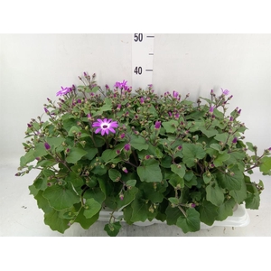 Pericallis cr. 'Senetti Violet Bic'