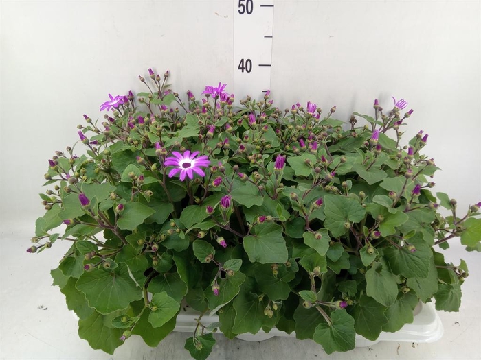 <h4>Pericallis cr. 'Senetti Violet Bic'</h4>