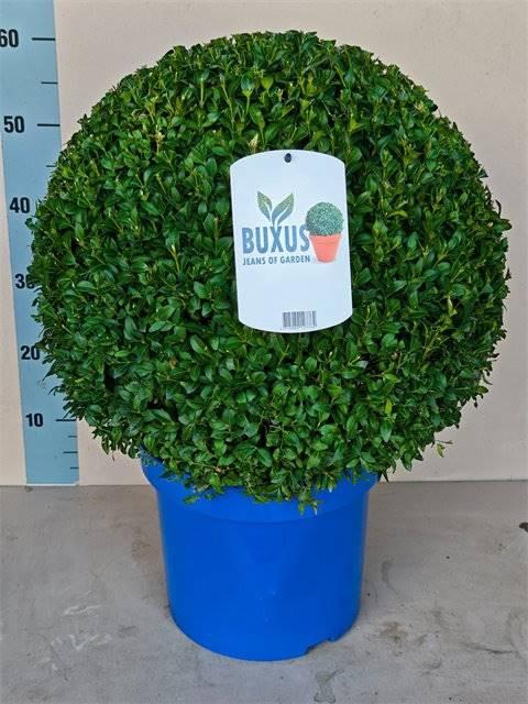 <h4>Buxus Sempervirens Bol</h4>