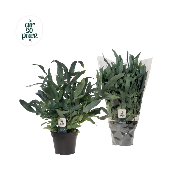 <h4>Phlebodium 'Blue Fern' - Air So Pure</h4>