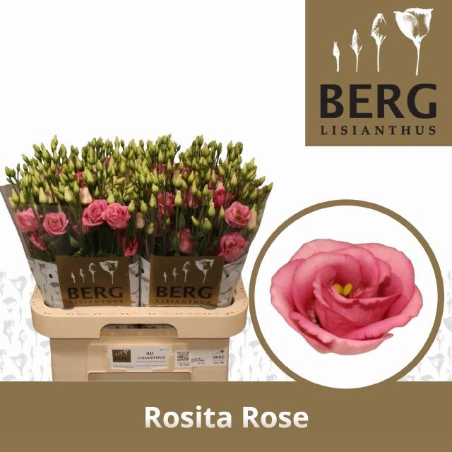 <h4>EUS G ROSI ROSE PINK</h4>