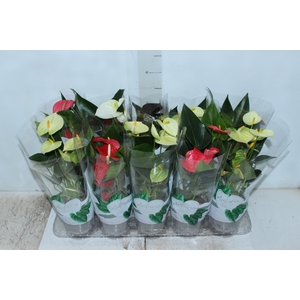 ANTHURIUM VARIADO P12