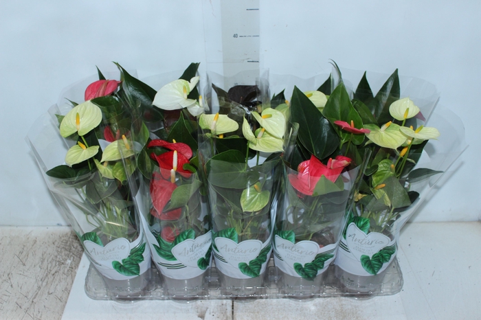 <h4>ANTHURIUM VARIADO P12</h4>